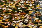 Fallen autumn leaves floating on small pond, Kentucky Art Print